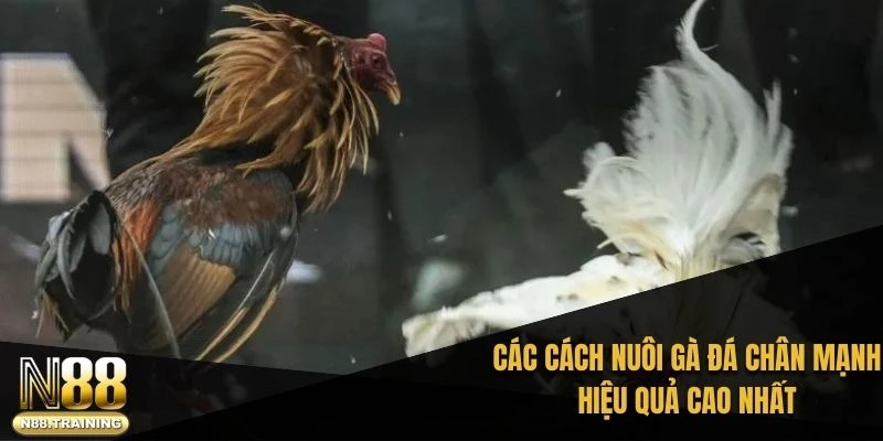 Các cách nuôi gà đá chân mạnh hiệu quả cao nhất