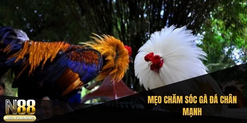Mẹo chăm sóc gà đá chân mạnh