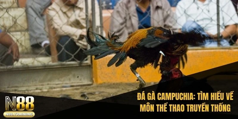 Đá gà Campuchia: Tìm hiểu về môn thể thao truyền thống