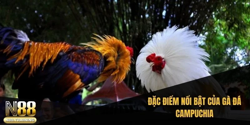 Đặc điểm nổi bật của gà đá Campuchia
