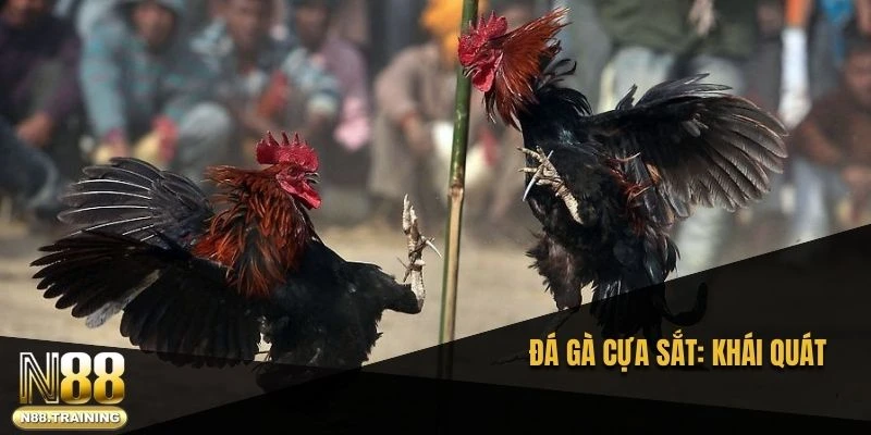 Đá gà cựa sắt và khái quát