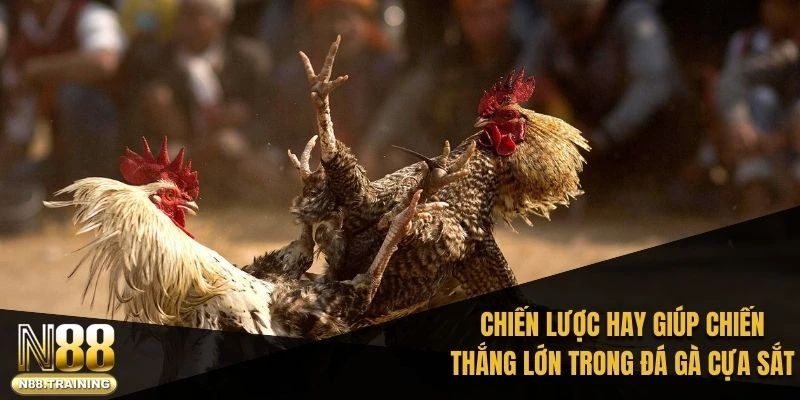Chiến lược hay giúp chiến thắng lớn trong đá gà cựa sắt