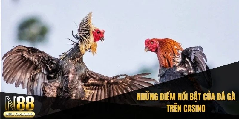 Những điểm nổi bật của đá gà trên casino