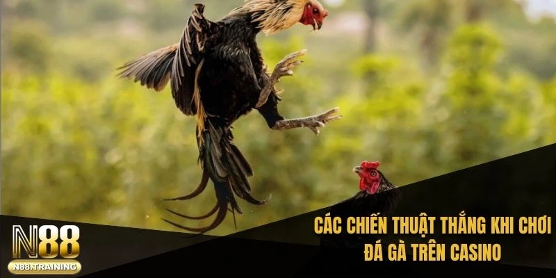 Các chiến thuật thắng khi chơi đá gà trên casino